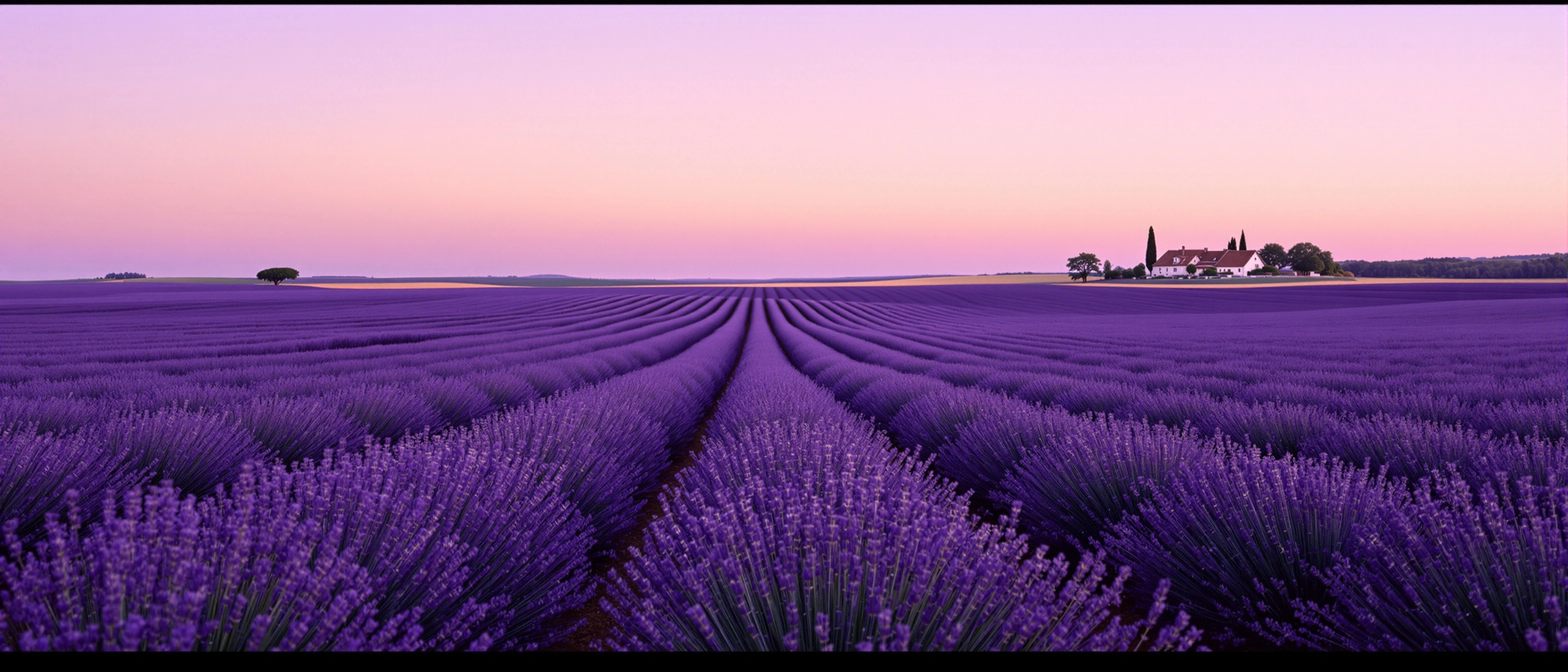 Endless converging rows of violet lavender funnel toward a small stone Provençal farmhouse with cypress sentinels on the right horizon, a single umbrella pine punctuating the left. Sky graduates from rose to mauve at last light. Ultra-wide panoramic, low symmetrical angle, the velvet richness of large-format colour.