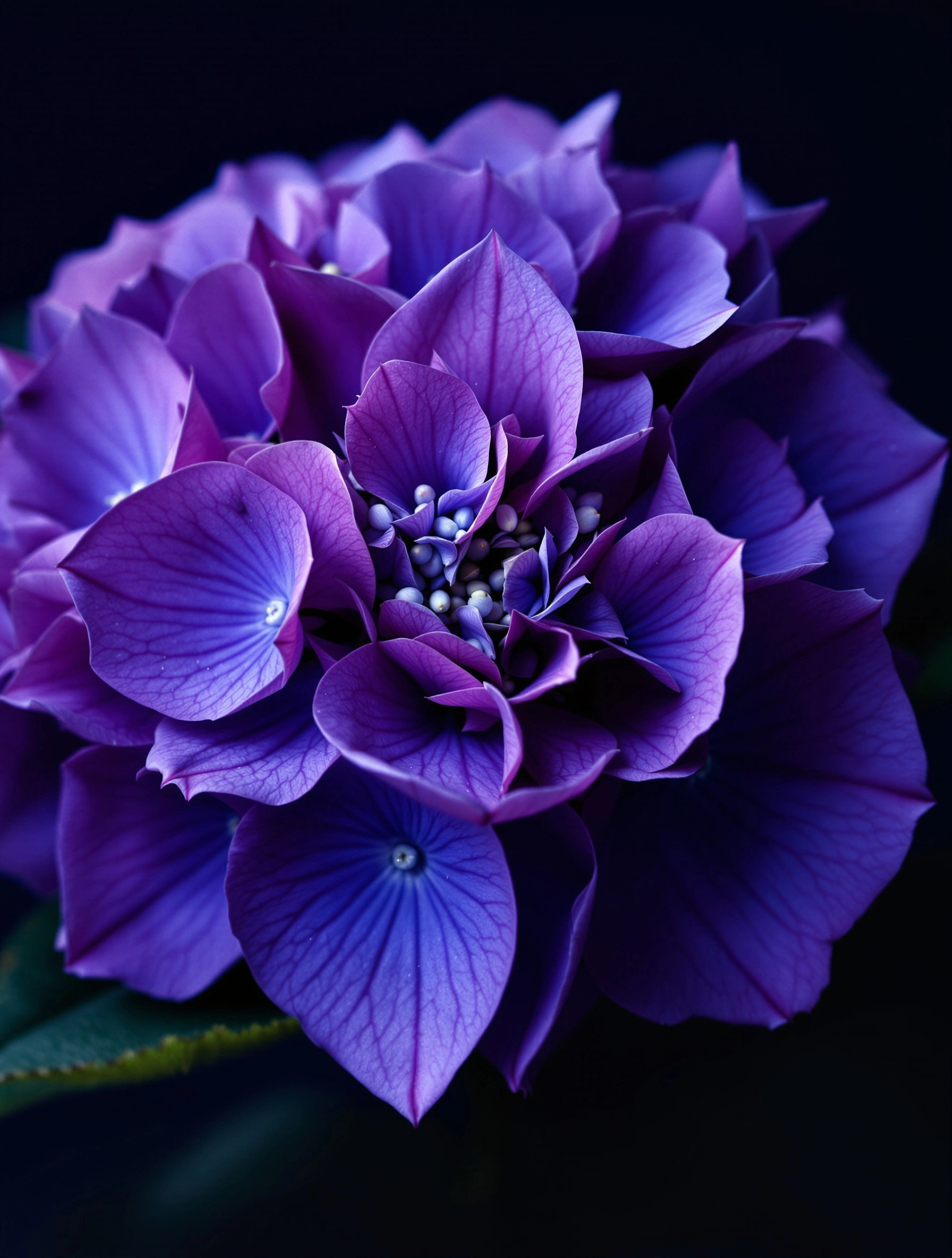 A dense hydrangea head fills the frame with overlapping violet florets, each petal traced by darker indigo veining around tiny pale lavender buds. The bloom emerges from a pitch-black background, edges dissolving into shadow. Macro botanical study, painterly jewel tones, museum-print intensity.
