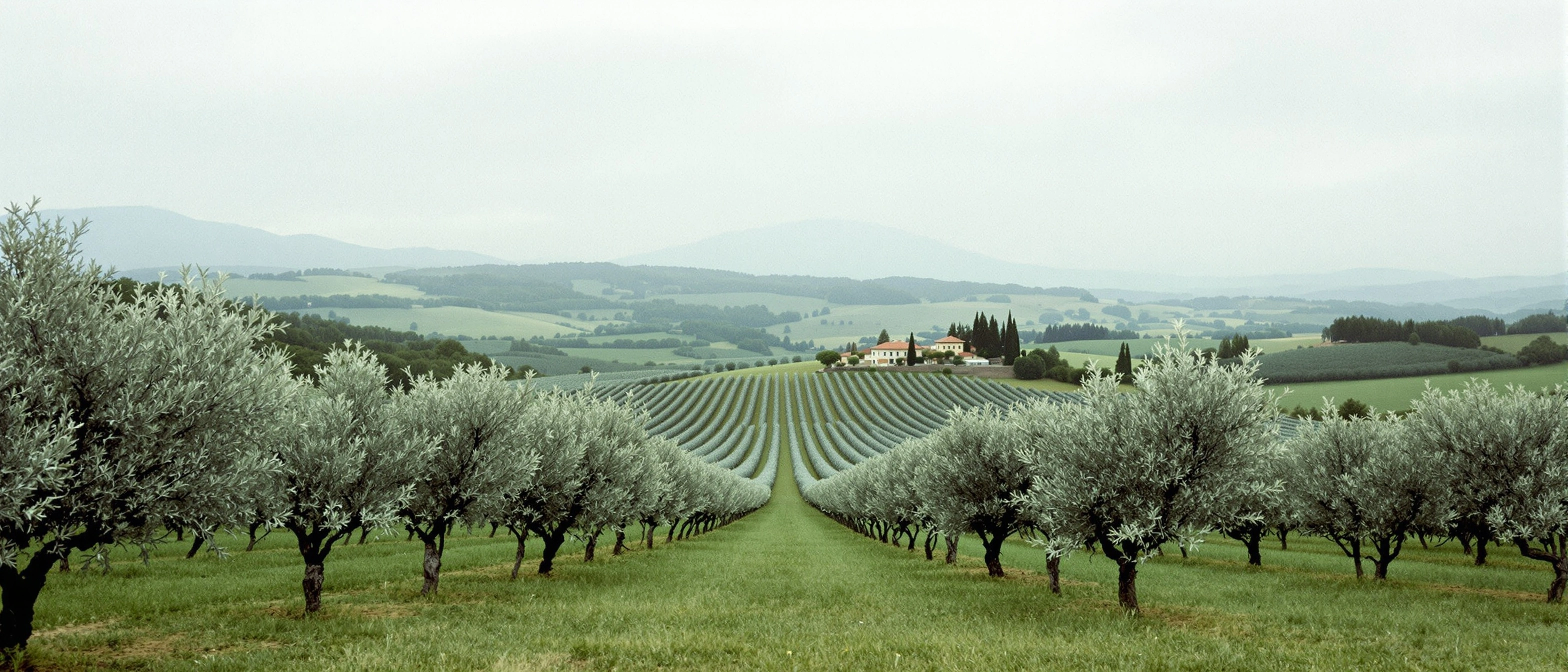 Symmetrical rows of silvery olive trees converge toward a small terracotta-roofed villa flanked by cypress, rolling pale-green hills receding to misty mountains. Hazy overcast sky flattens the palette to muted sage and chalk. Panoramic Tuscan idyll, view-camera detail, central one-point perspective.