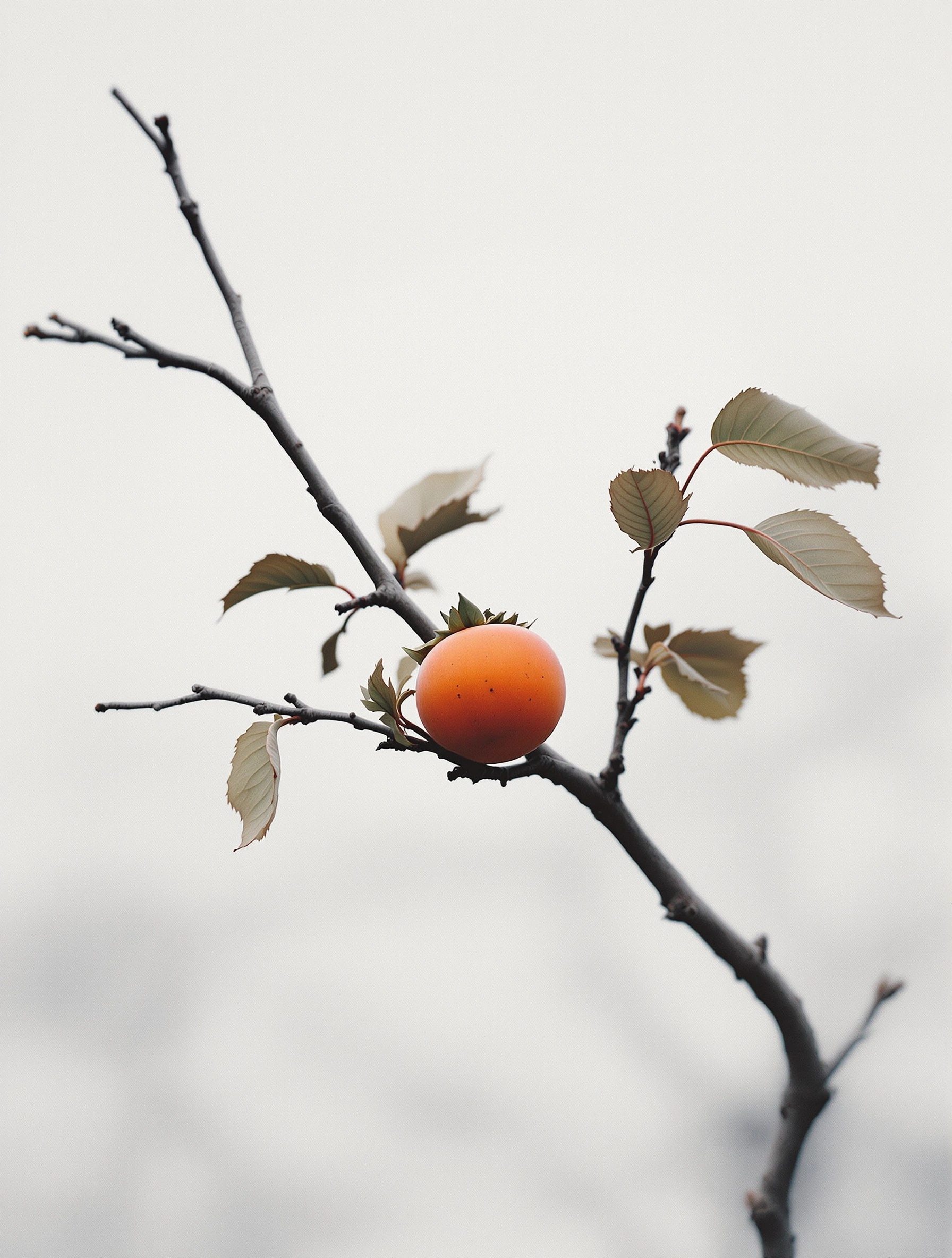 A single ripe persimmon clings to a wiry branch, ringed by a handful of sage-and-bronze leaves curling at their tips. The background dissolves into a high-key oat-coloured haze. Cool overcast skylight, restrained palette of ember orange and dried sage, quiet wabi-sabi mood.