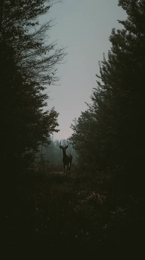 A lone deer stands motionless at the mouth of a misty forest clearing at twilight, framed by dark silhouetted conifers on either side. Pale grey sky, hushed and atmospheric, wildlife-doc realism. Motion: deer turns its head slowly, ears twitch, fog drifts past, leaves sway overhead.